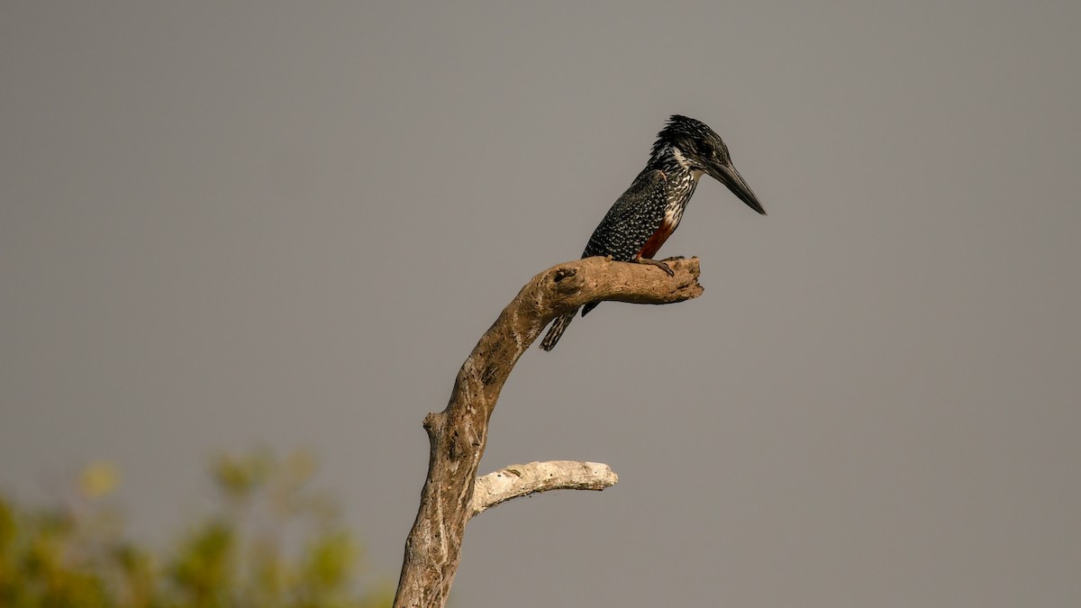 Giant Kingfisher - ML644132749