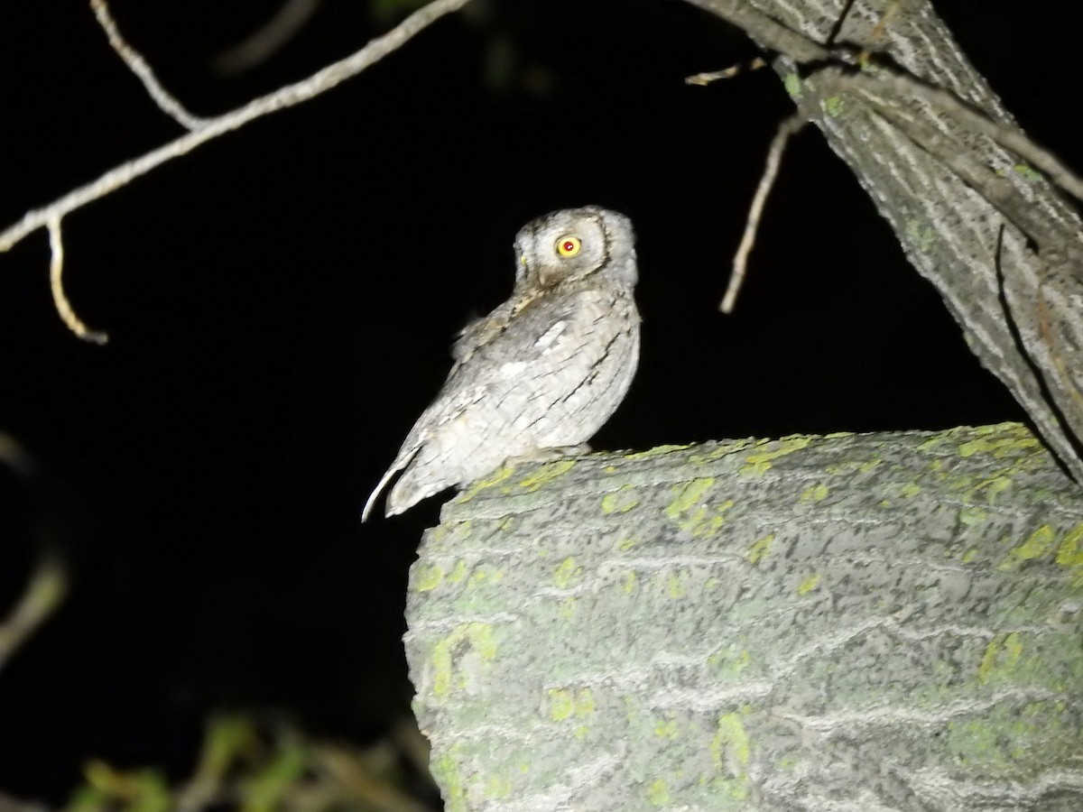 Eurasian Scops-Owl - ML644132751