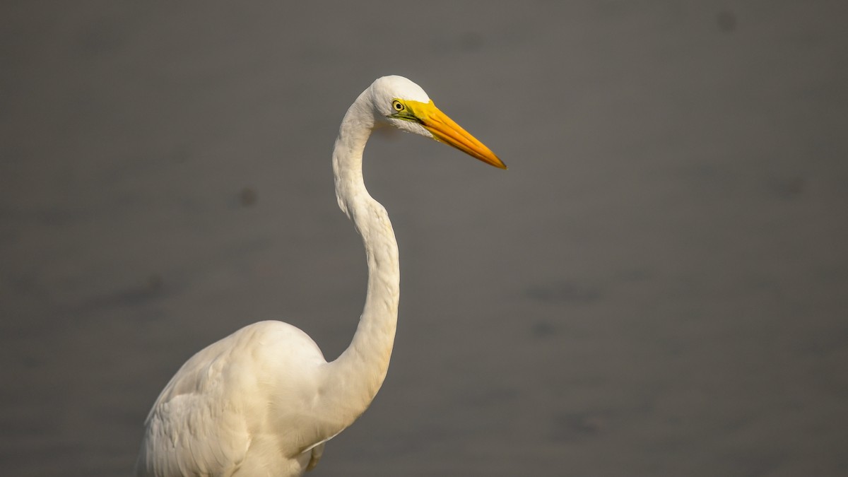 Great Egret (African) - ML644132752