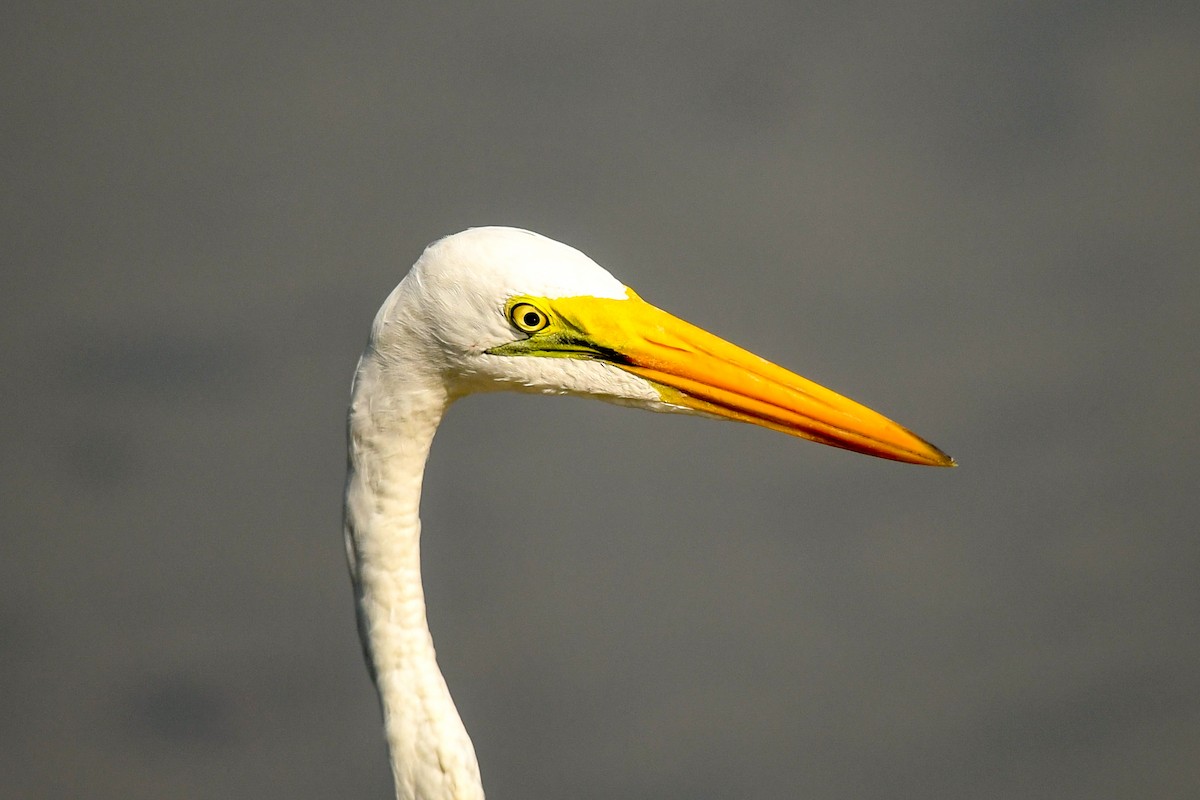 Great Egret (African) - ML644132753