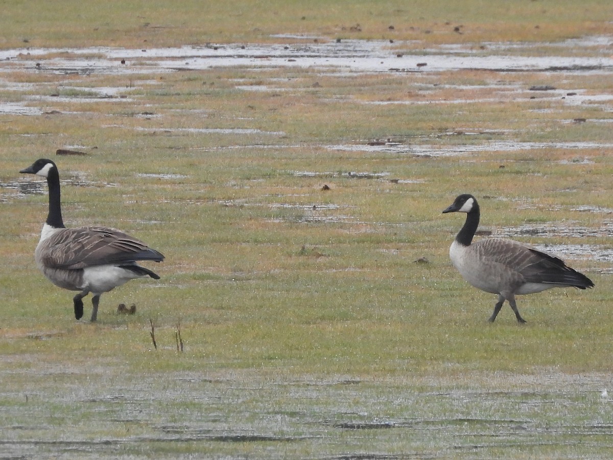 Canada Goose - ML644132754