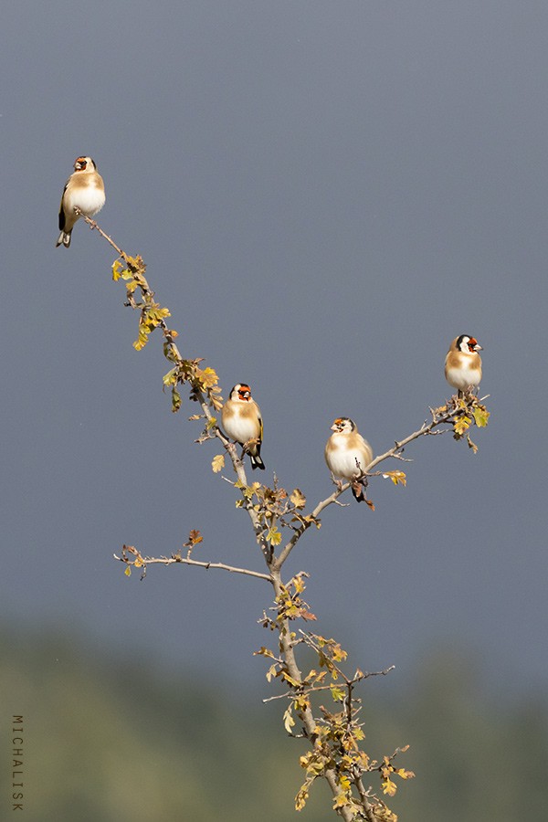 European Goldfinch - ML644132755