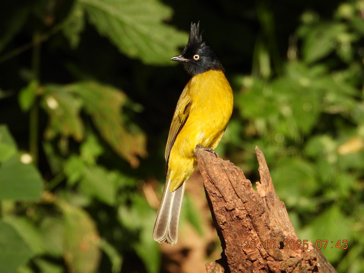Black-crested Bulbul - ML644132756
