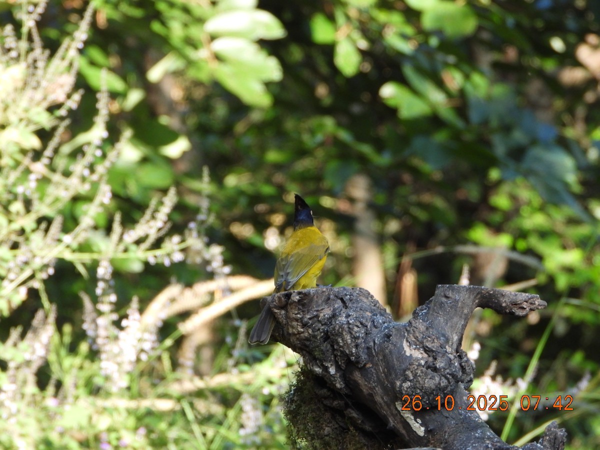 Black-crested Bulbul - ML644132757