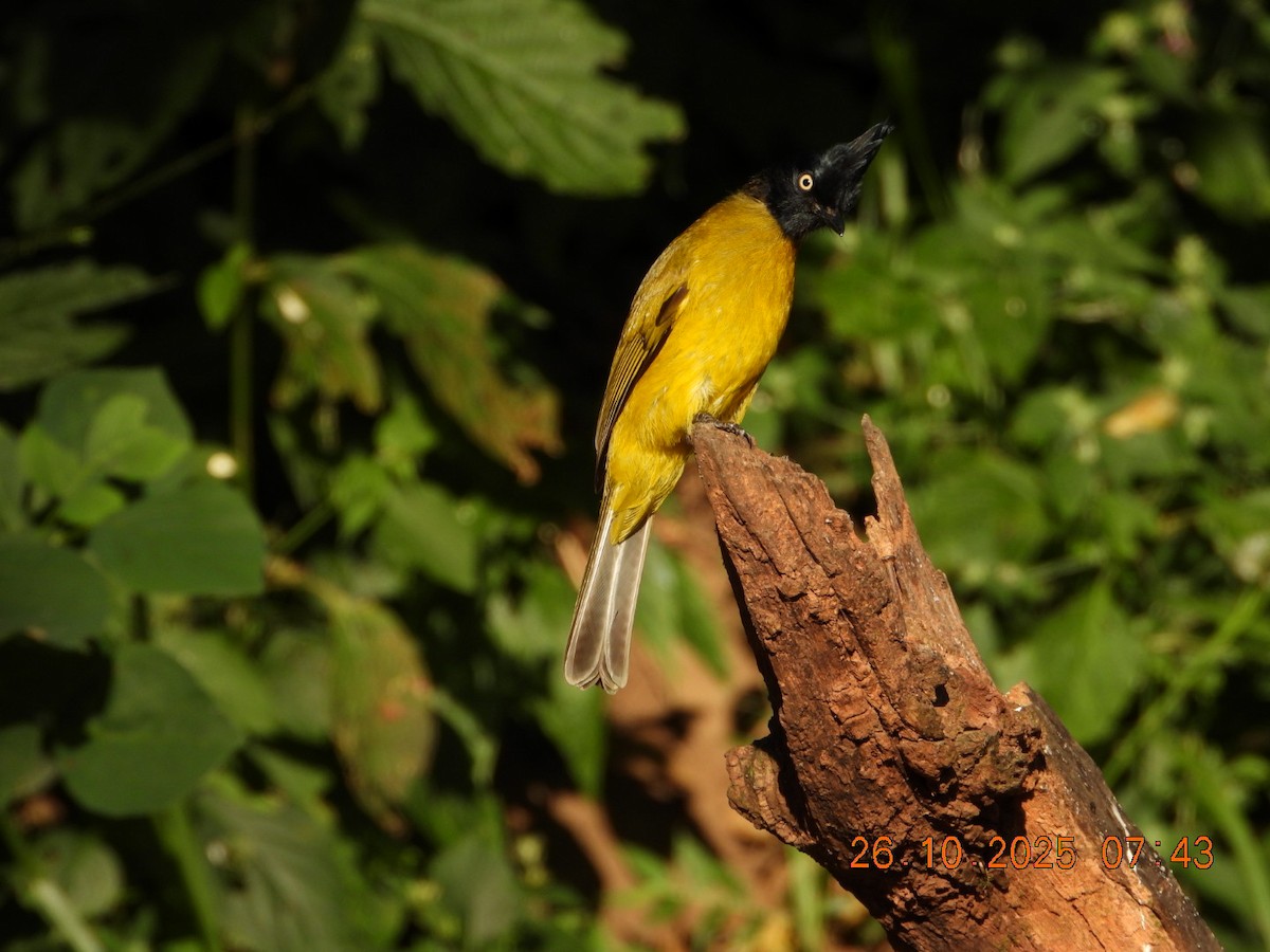 Black-crested Bulbul - ML644132758