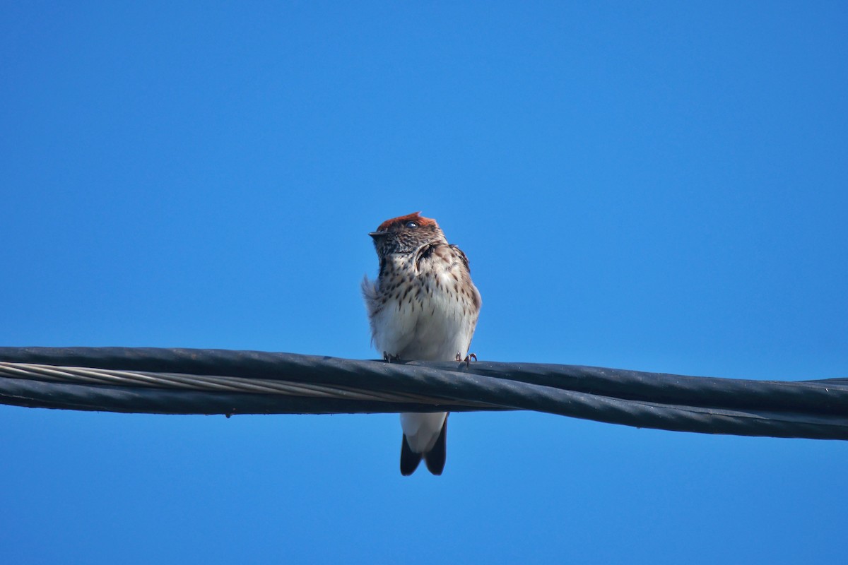 Streak-throated Swallow - ML644132777