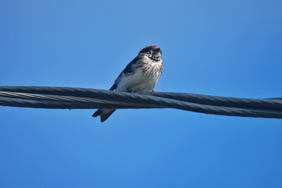 Streak-throated Swallow - ML644132778