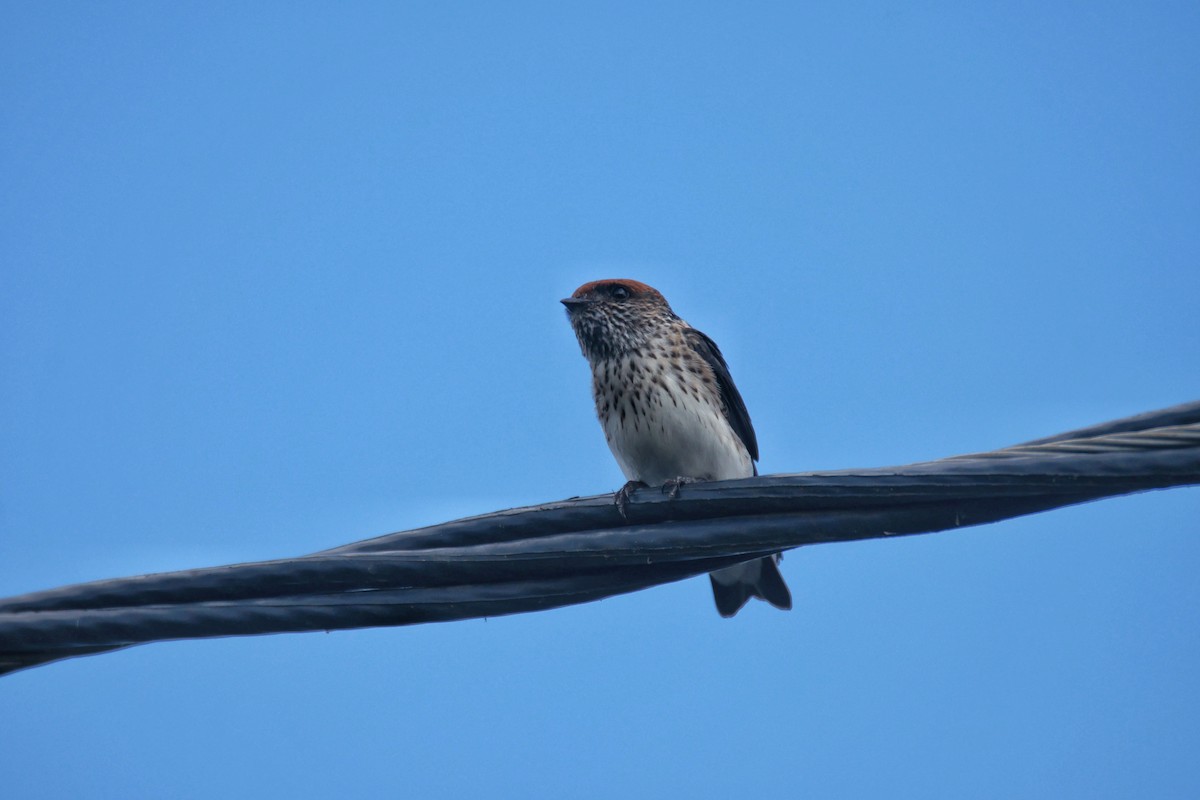 Streak-throated Swallow - ML644132779
