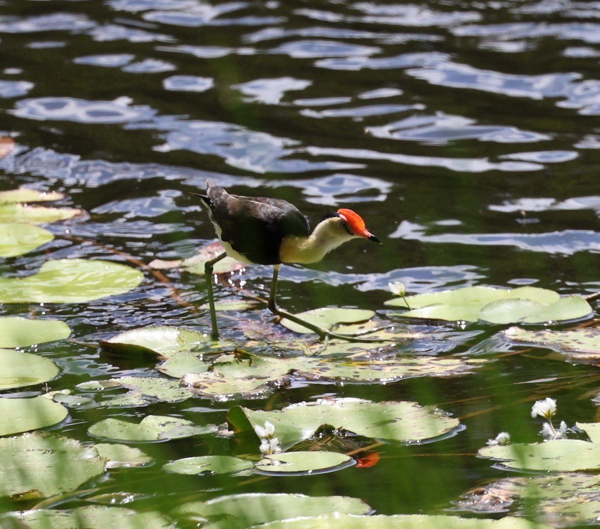 Comb-crested Jacana - ML644132784