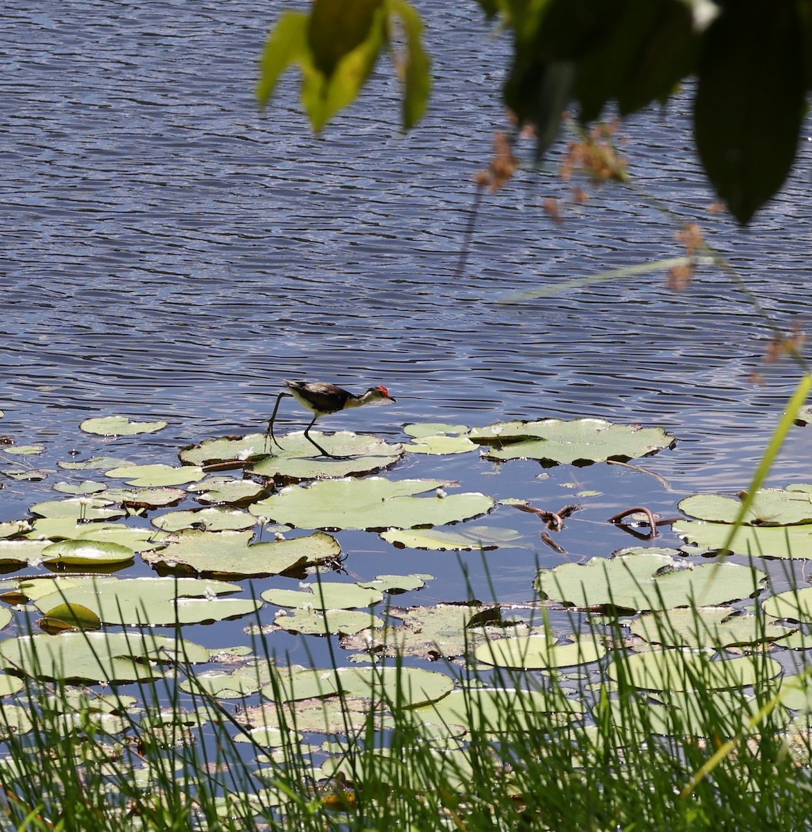 Comb-crested Jacana - ML644132785