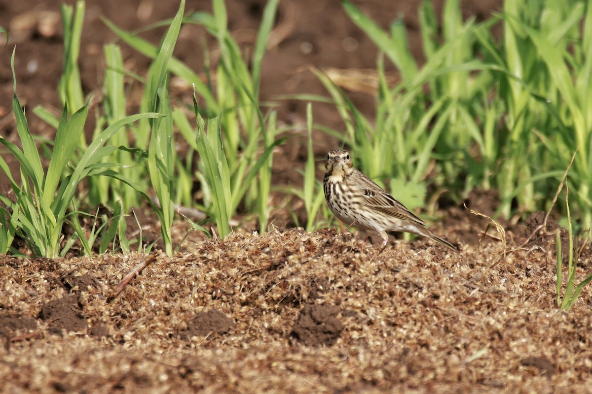 Pipit des arbres - ML644132790