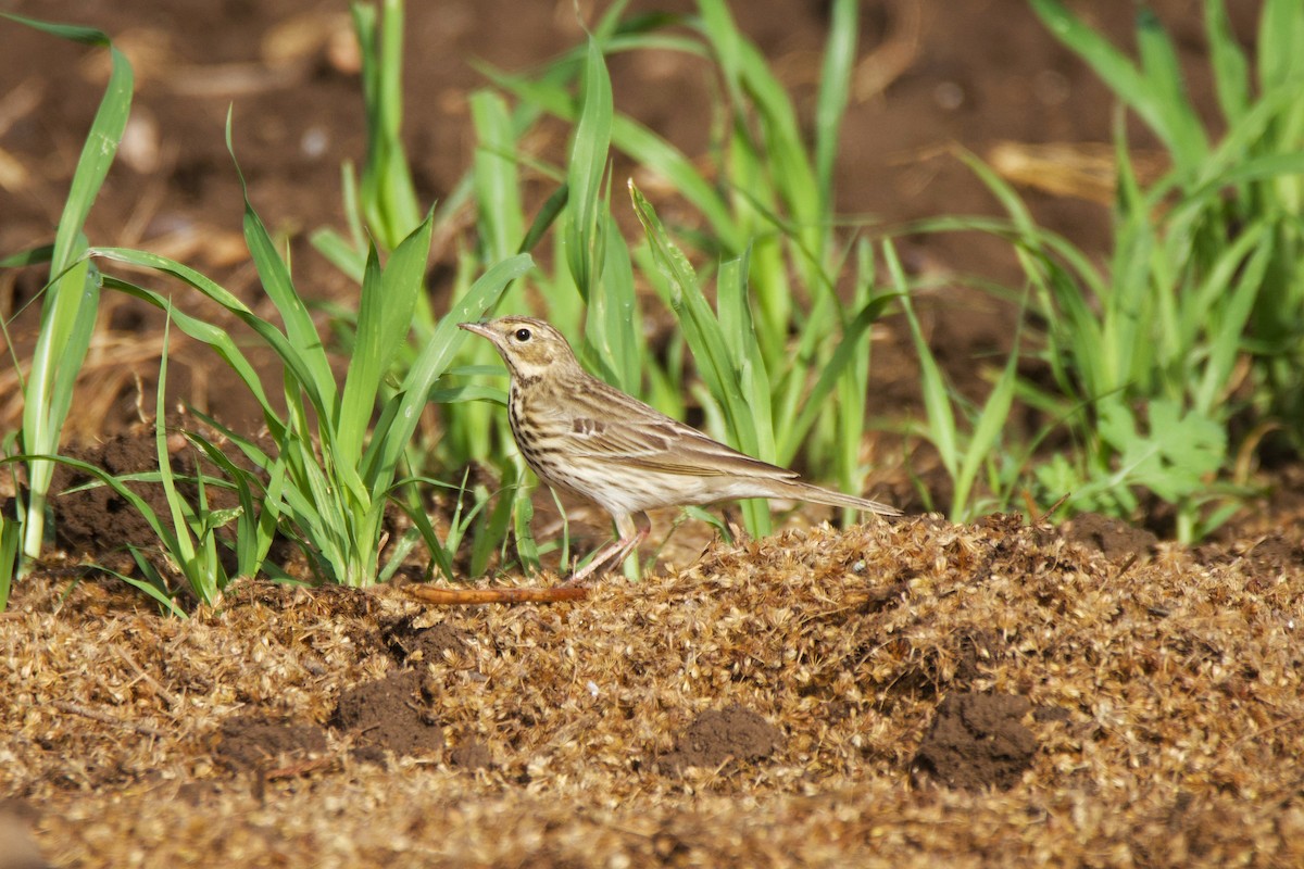 Pipit des arbres - ML644132791