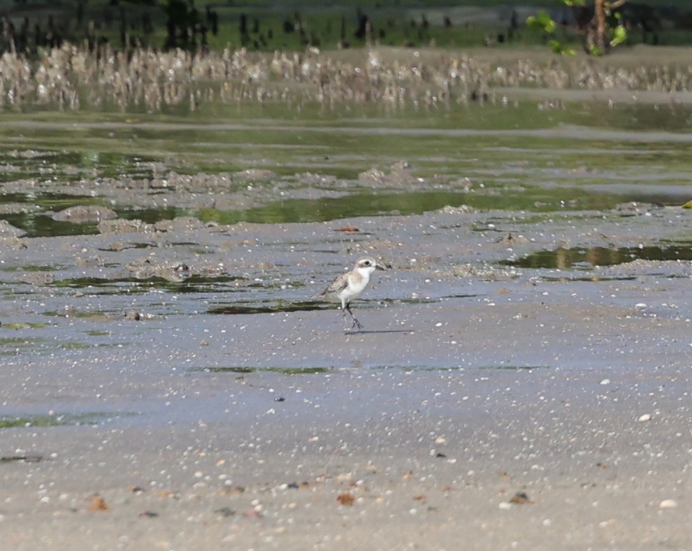 Siberian Sand-Plover - ML644132796