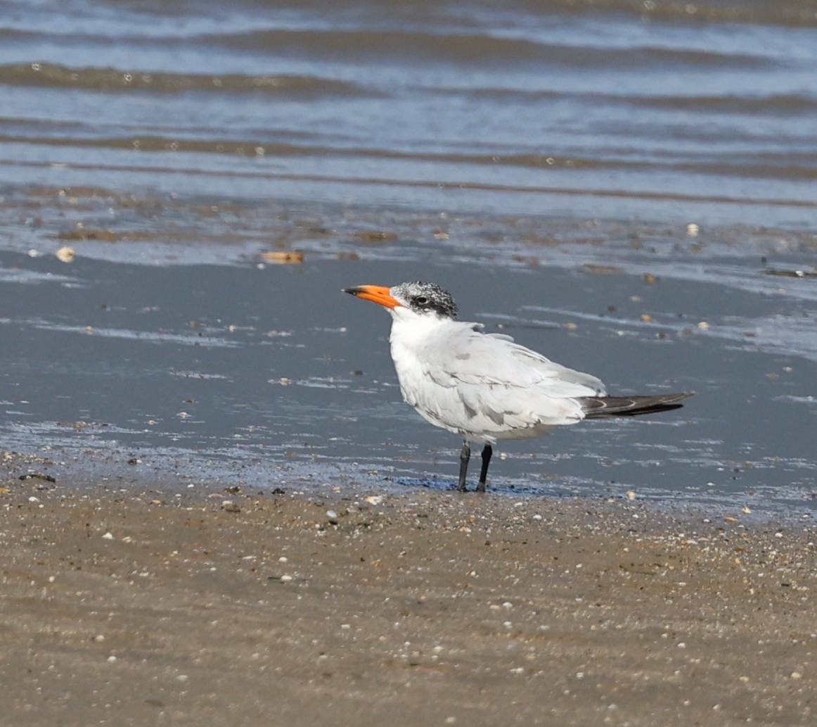 Caspian Tern - ML644132802