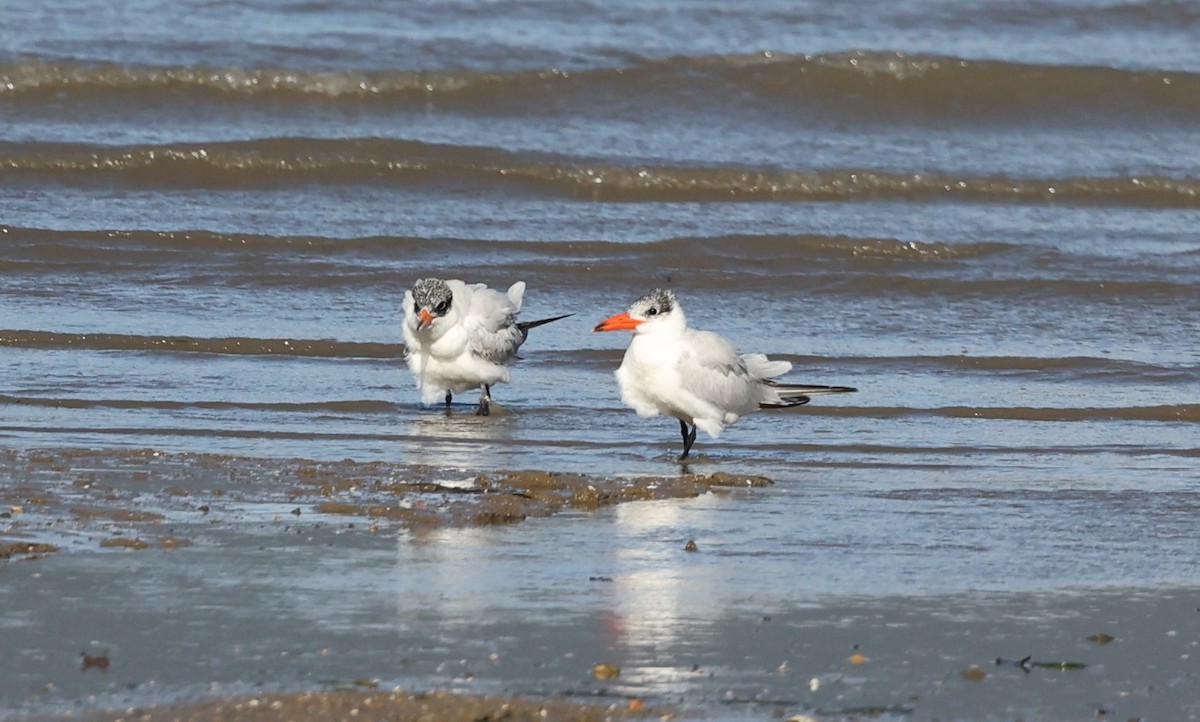 Caspian Tern - ML644132803