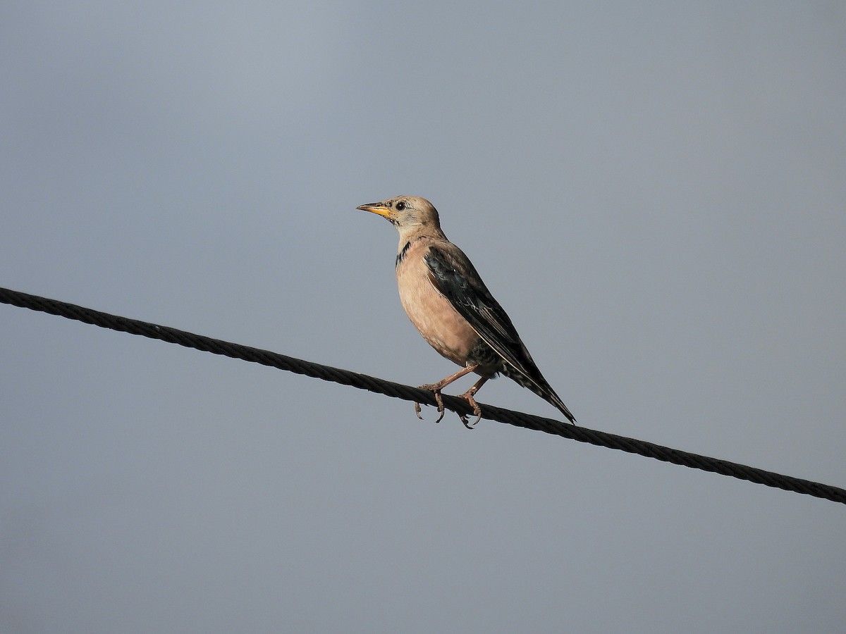 Rosy Starling - ML644132822