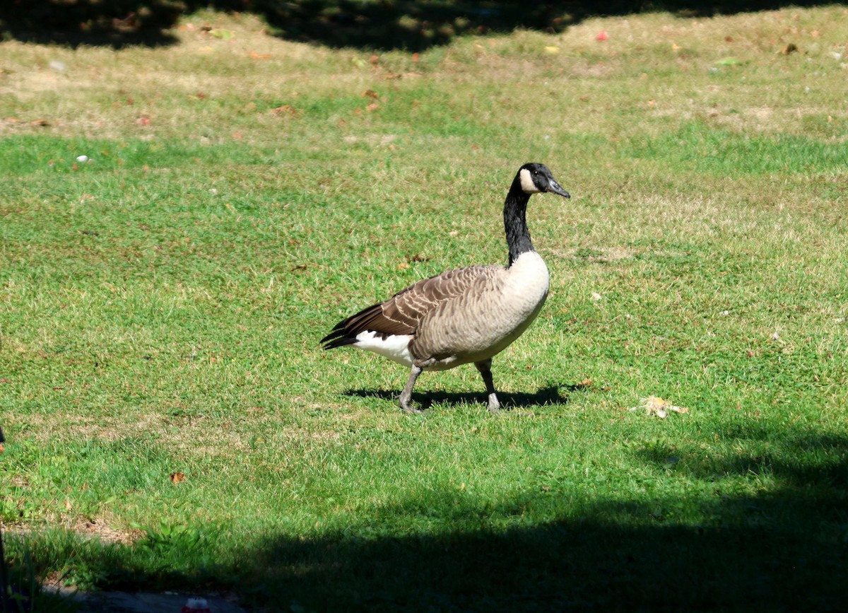 Canada Goose - ML644132834
