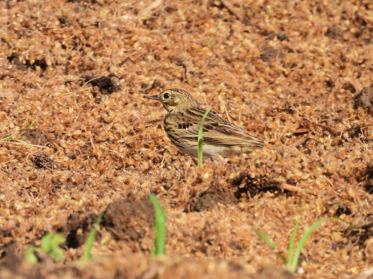 Pipit des arbres - ML644132847