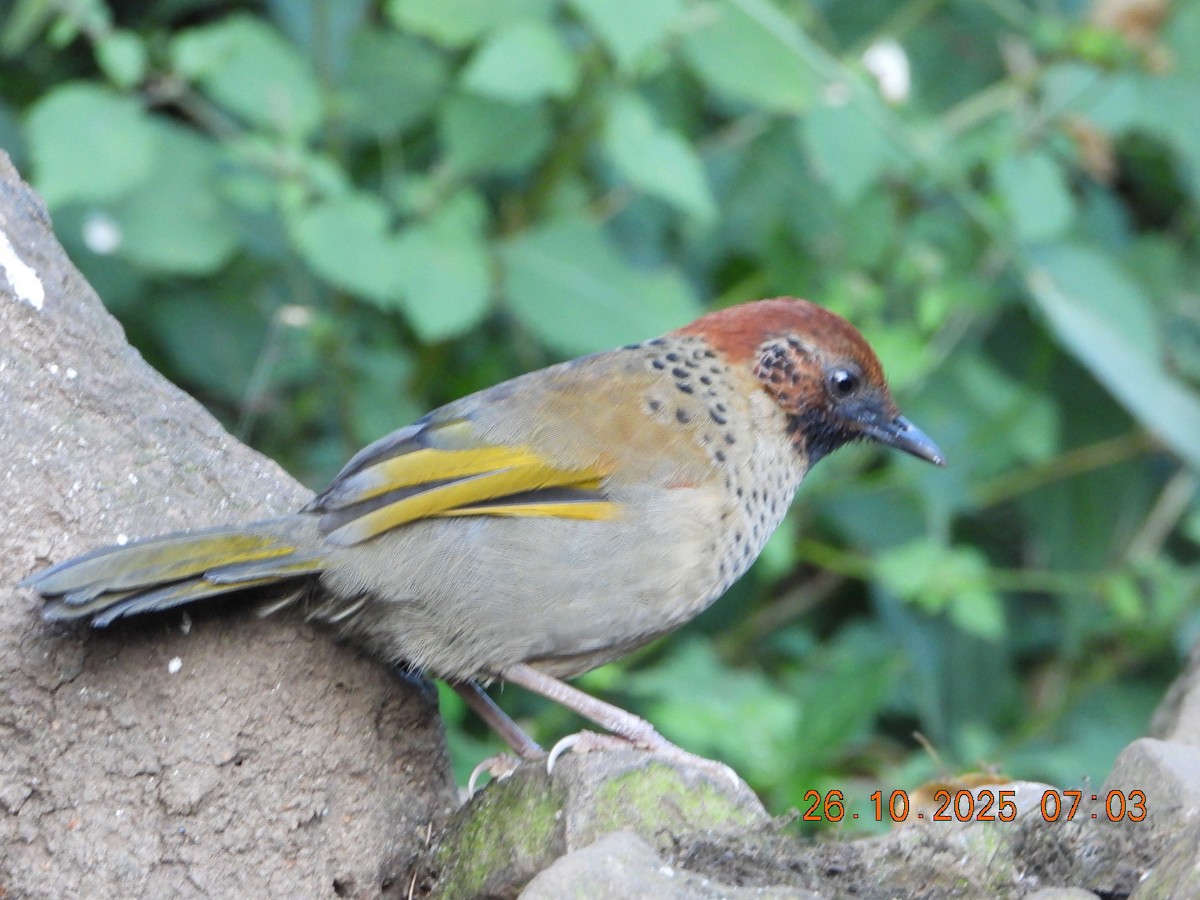 Chestnut-crowned Laughingthrush - ML644132859
