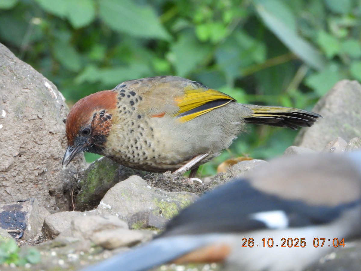 Chestnut-crowned Laughingthrush - ML644132860
