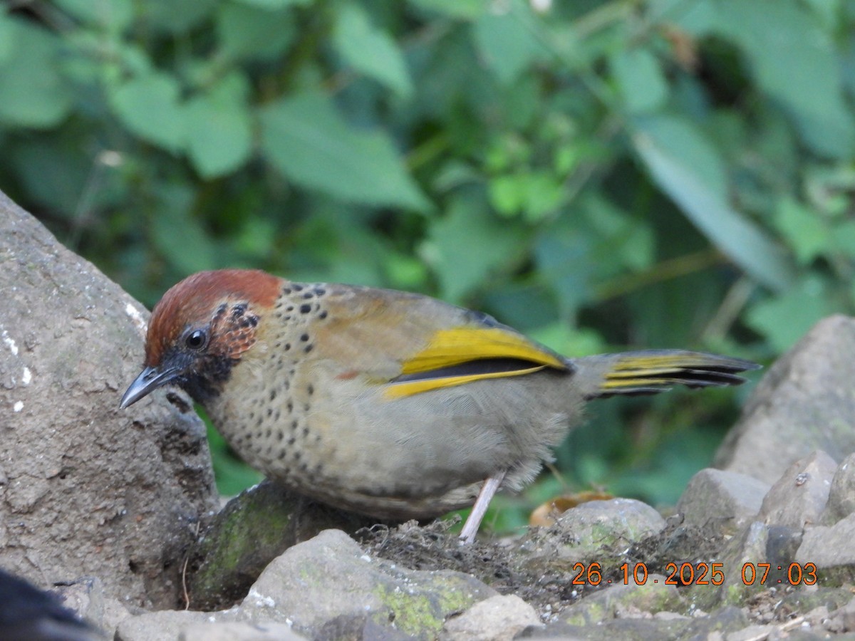 Chestnut-crowned Laughingthrush - ML644132861