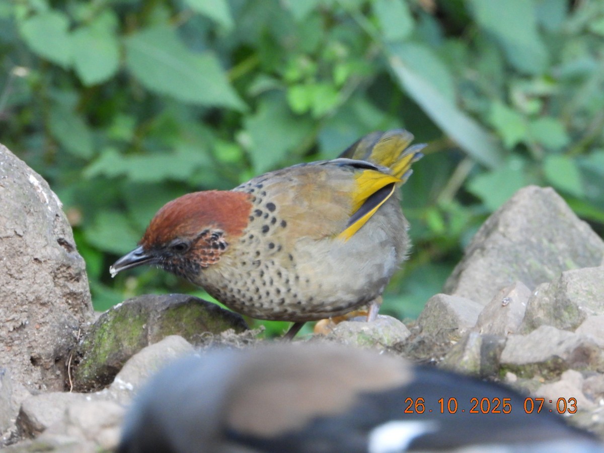 Chestnut-crowned Laughingthrush - ML644132862