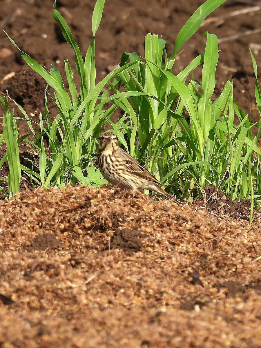 Pipit des arbres - ML644132874