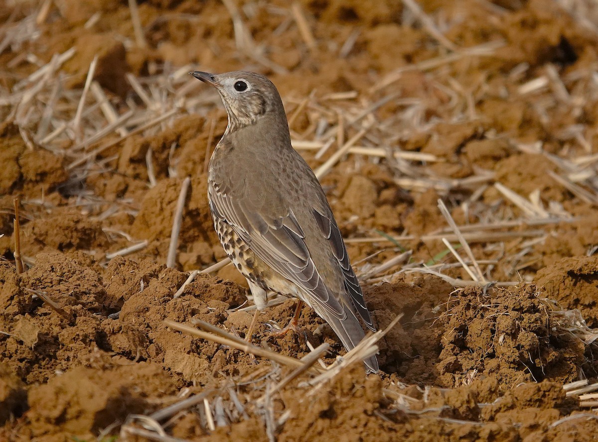 ヤドリギツグミ - ML644132875