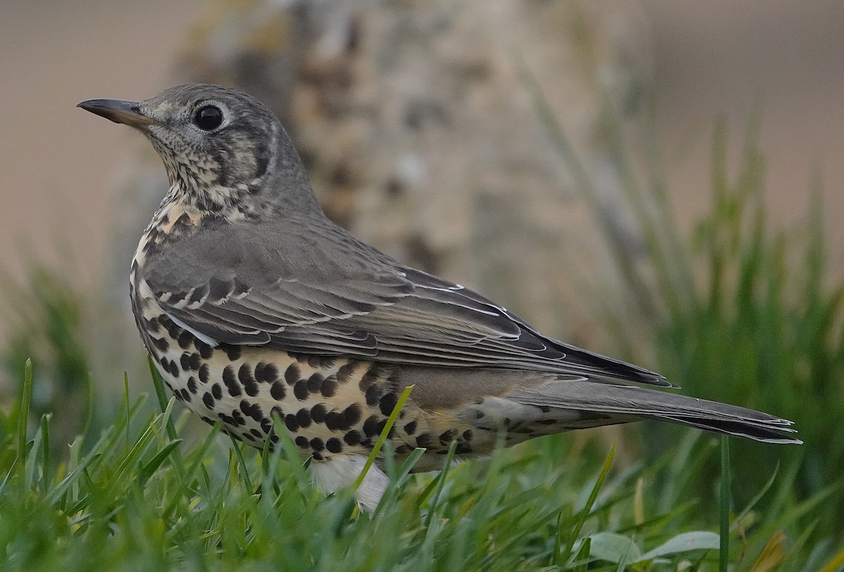 ヤドリギツグミ - ML644132876