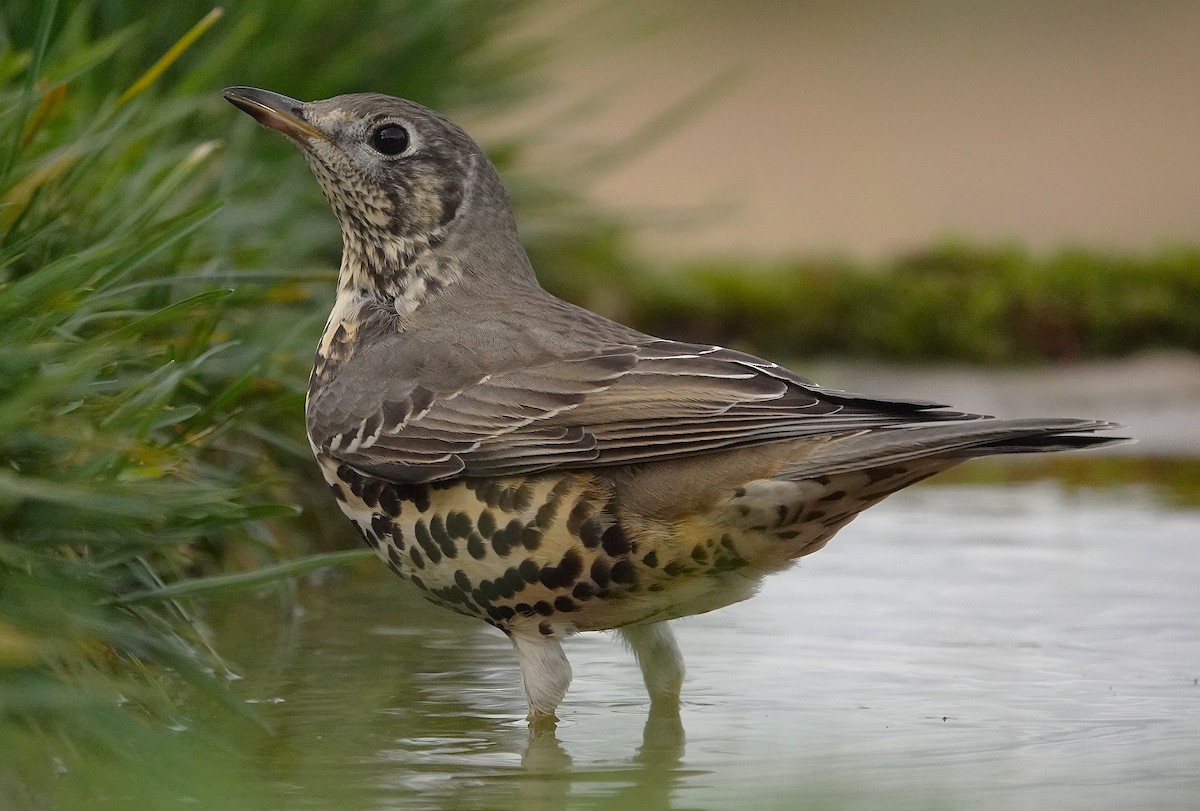 ヤドリギツグミ - ML644132877