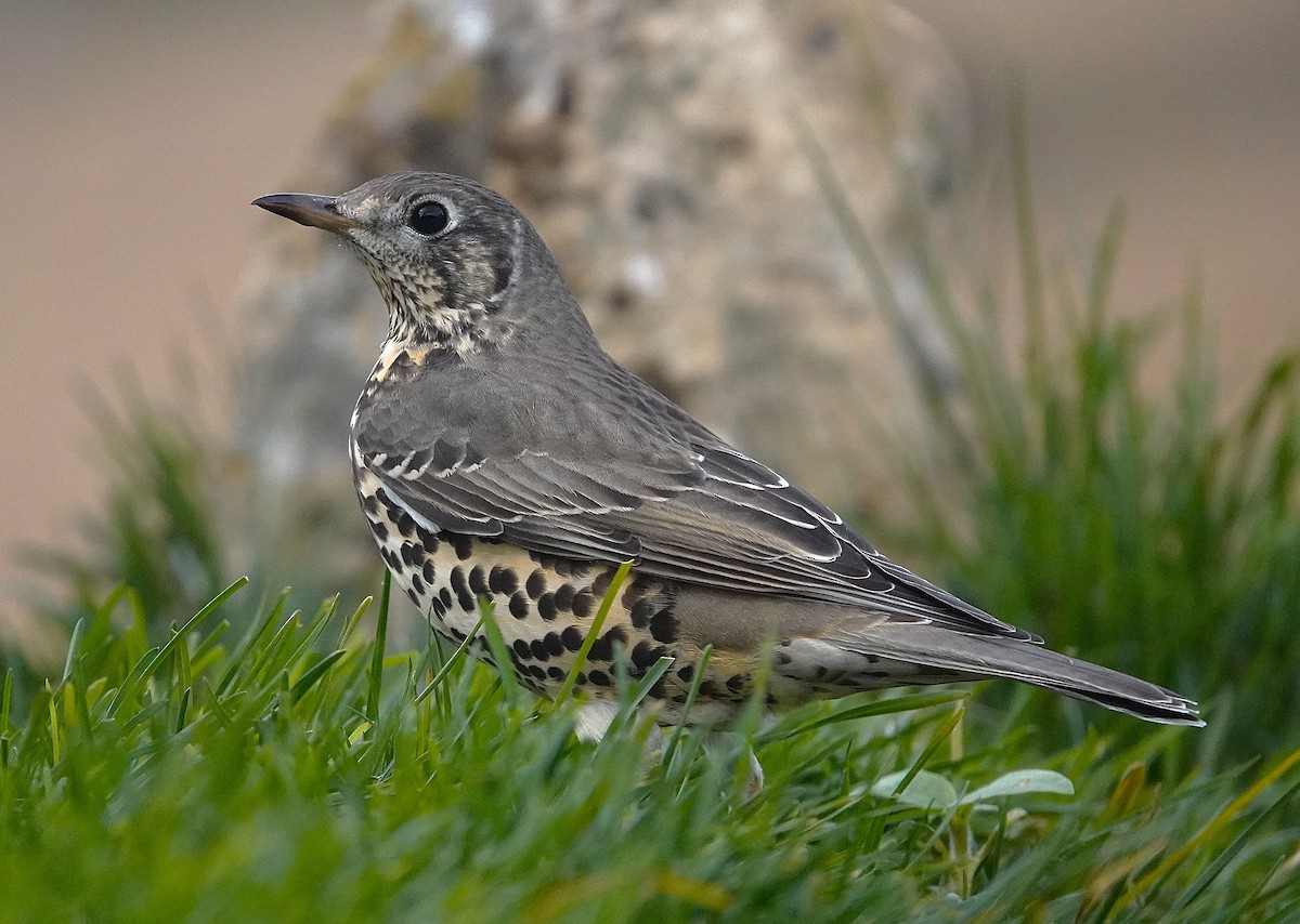 ヤドリギツグミ - ML644132878