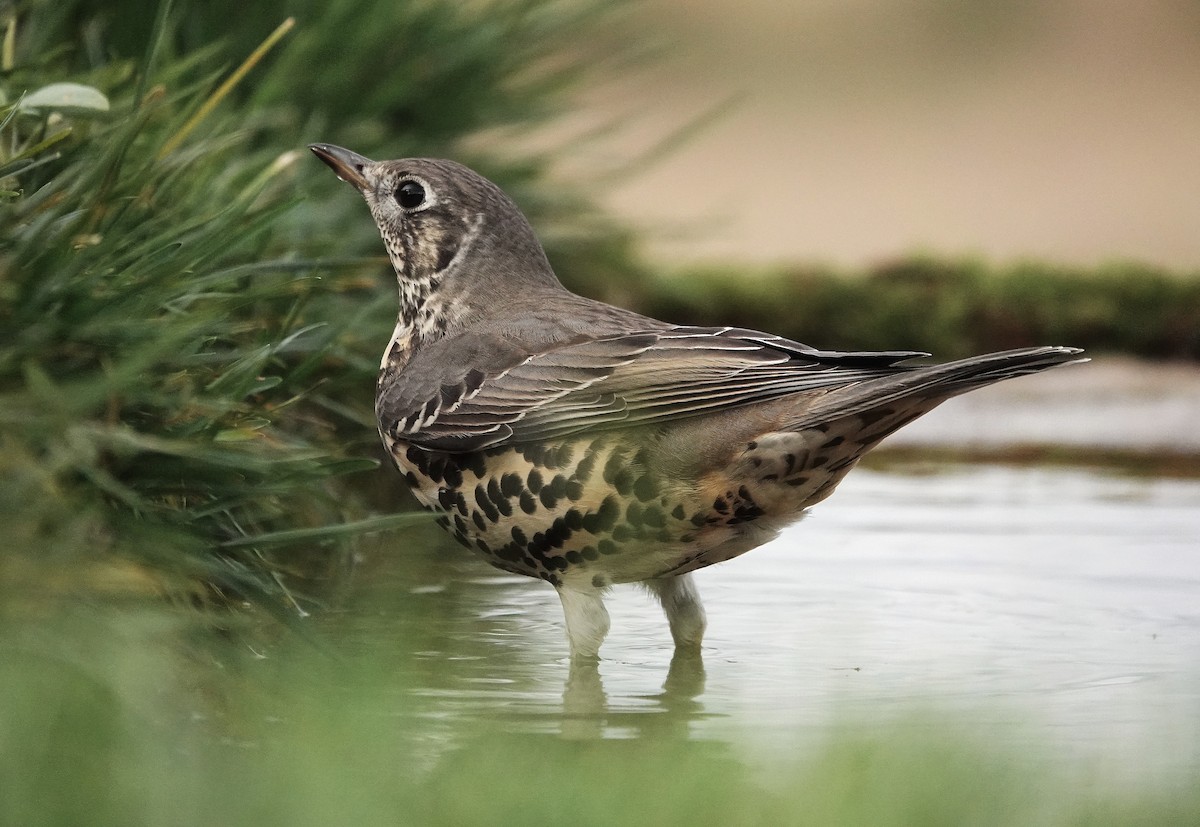 ヤドリギツグミ - ML644132879