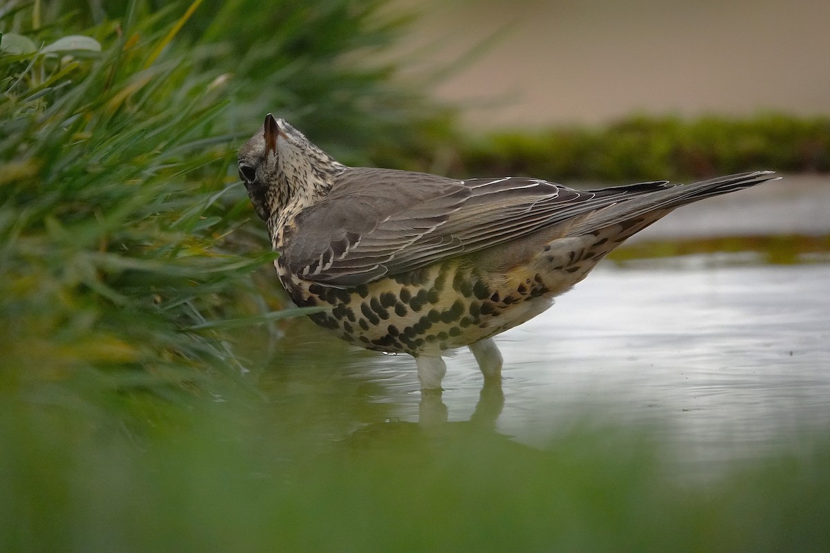 ヤドリギツグミ - ML644132880