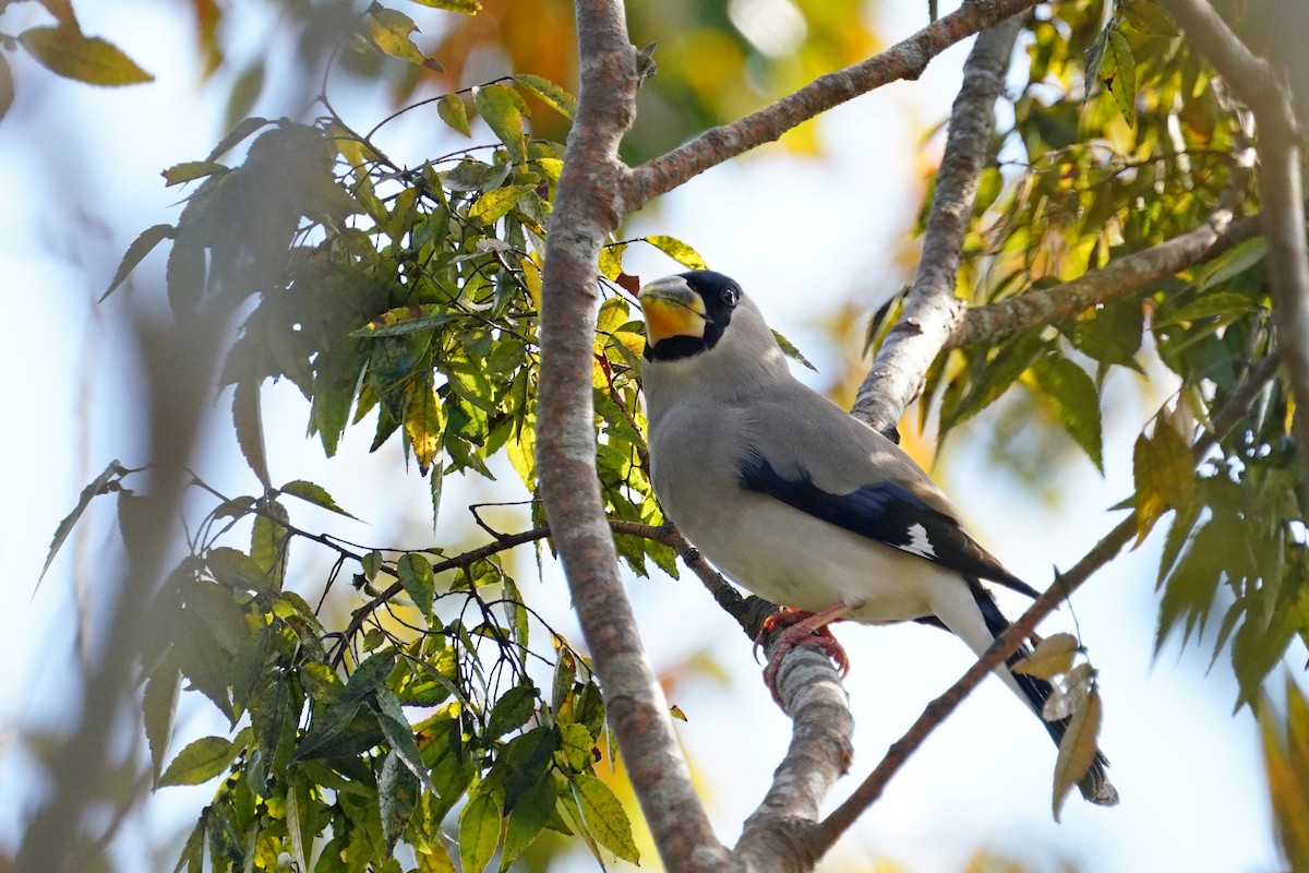 Japanese Grosbeak - ML644132881