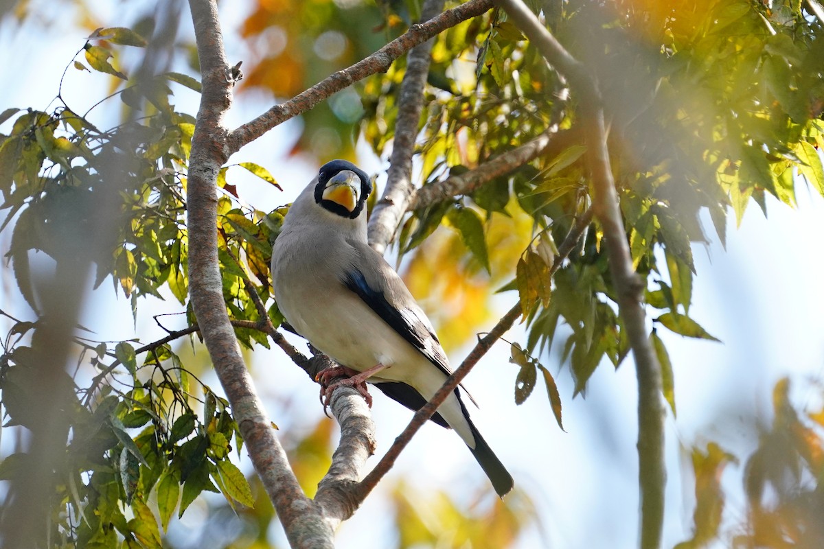 Japanese Grosbeak - ML644132885