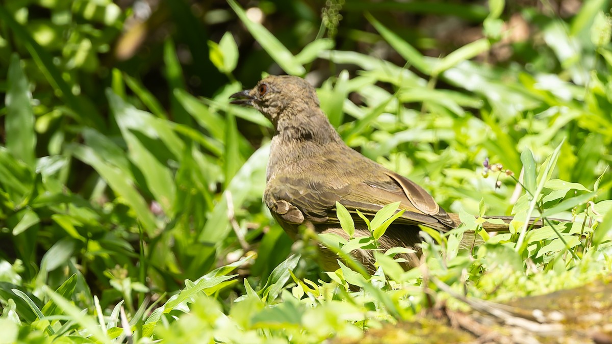 Olive-winged Bulbul - ML644132890