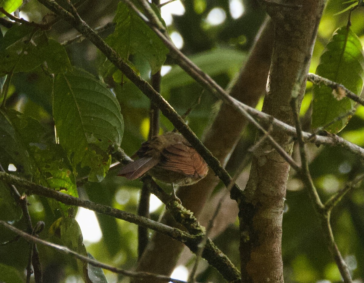 Buff-fronted Foliage-gleaner - ML644132893