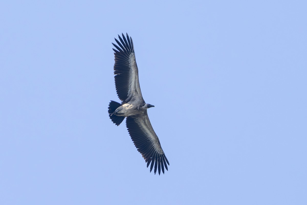 Кумай - ML644132898