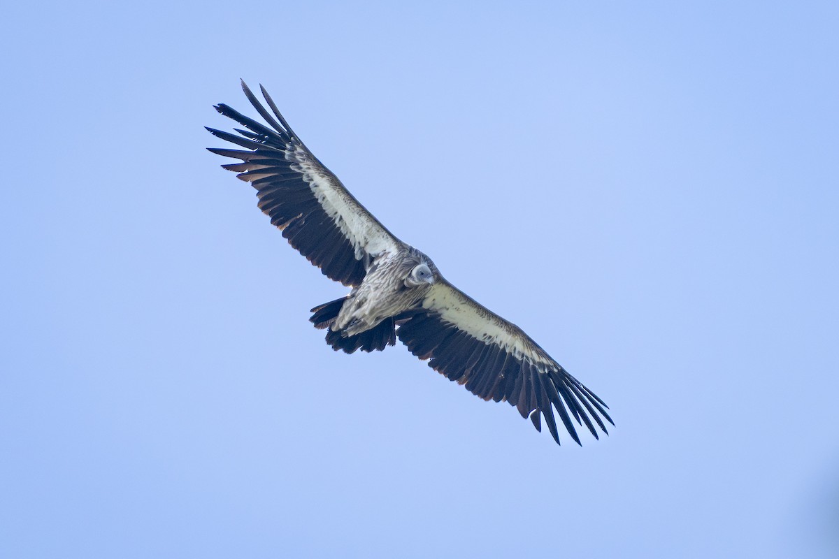 Кумай - ML644132899