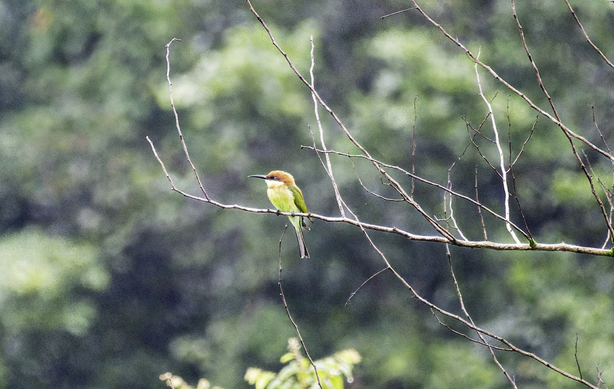 Chestnut-headed Bee-eater - ML644132919