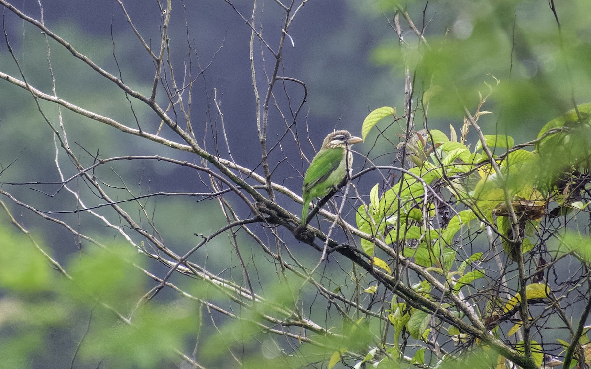 White-cheeked Barbet - ML644132921