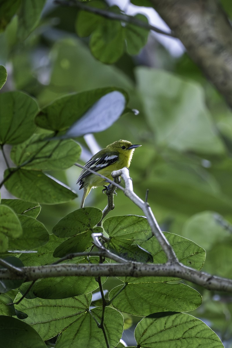 Common Iora - ML644132924