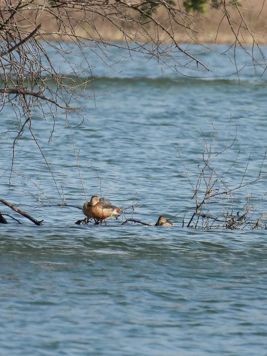 Dendrocygne siffleur - ML644132925