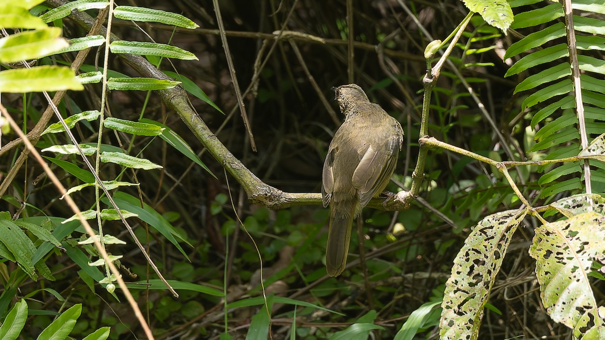 Olive-winged Bulbul - ML644132931