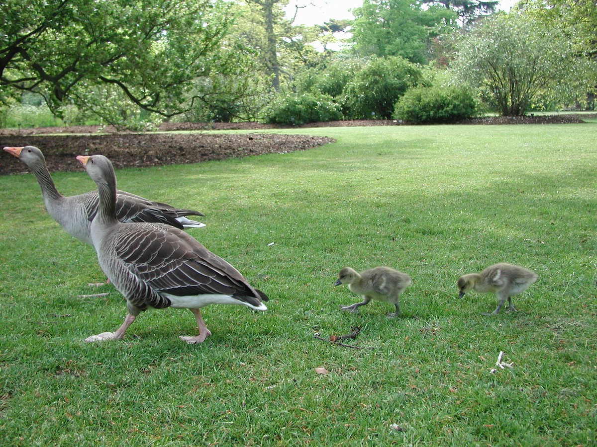 Graylag Goose - ML644132960