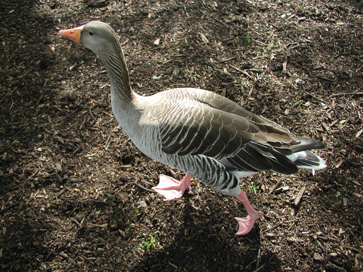 Graylag Goose - ML644132961