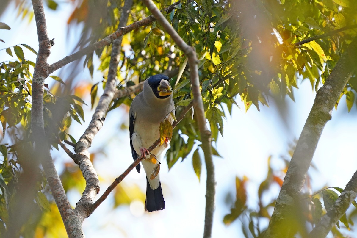 Japanese Grosbeak - ML644132966