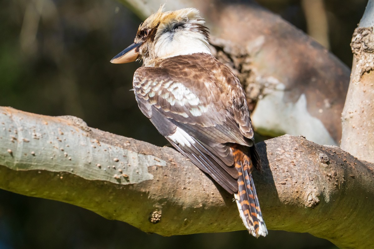 Laughing Kookaburra - ML644132978