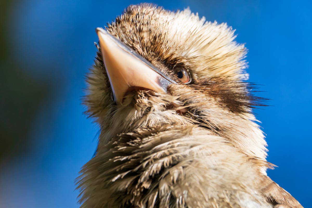 Laughing Kookaburra - ML644132979