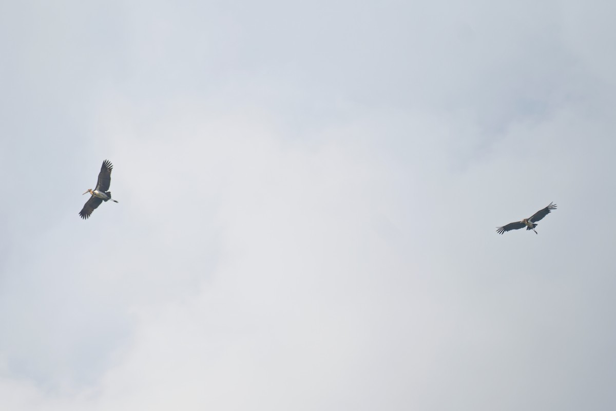 Lesser Adjutant - ML644132981